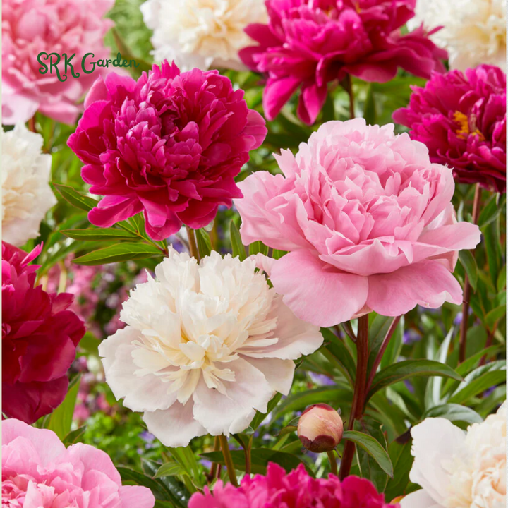 Peony Seeds, 50+ Cotton Candy Peony Mix Seed