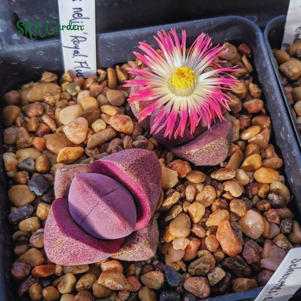 Pleiospilos Royal Flush, Live plants in 3" pots