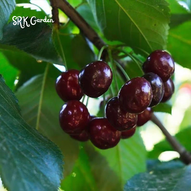 Dwarf Cherry Tree, Sweet Cherry Live Plants 2ft tall