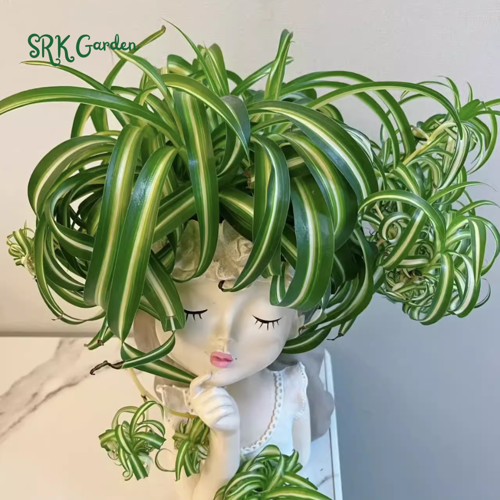 Curly Spider Plant "Bonnie", Chlorophytum Comosum, Indoor Plant, Live Plant in 4" pot