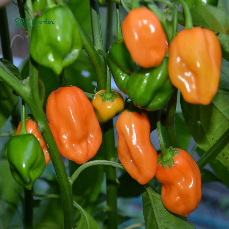 Habanero Orange Hot Pepper Seeds | 25 Seeds