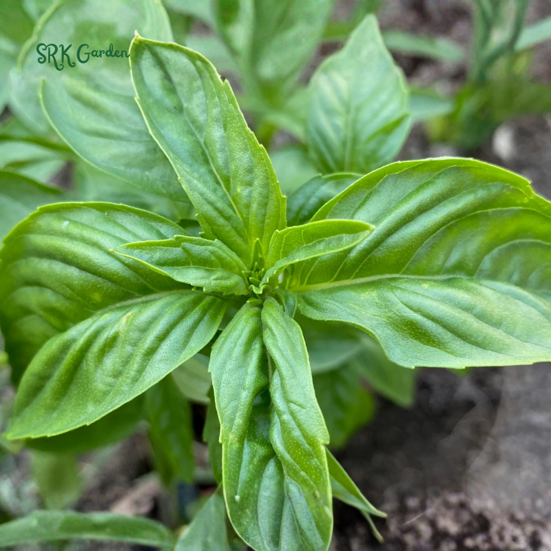 Organic Italian Large Leaf Basil | 250 Seeds