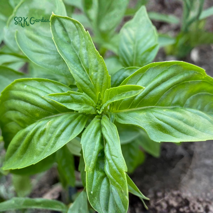 Organic Italian Large Leaf Basil | 250 Seeds