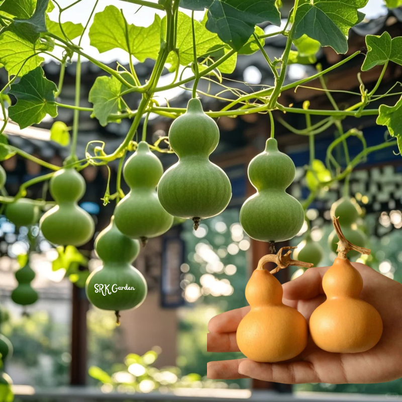 20 Miniature Bottle Gourd Seeds