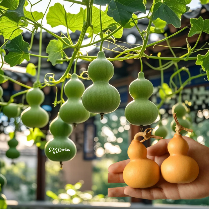 20 Miniature Bottle Gourd Seeds