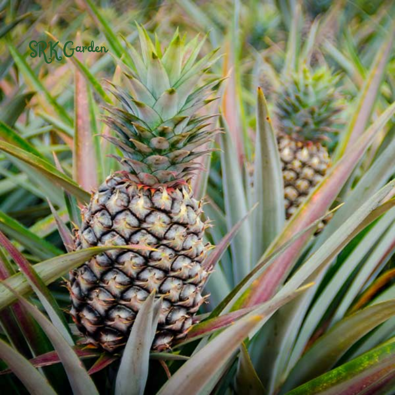 Sugarloaf Pineapple (Kona Sugarloaf) Live Plant - Ananas Comosus