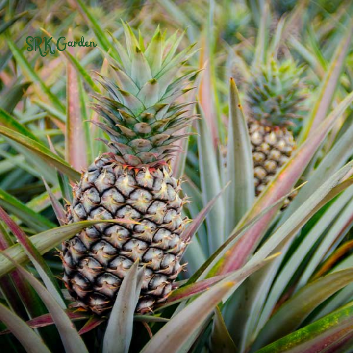 Sugarloaf Pineapple (Kona Sugarloaf) Live Plant - Ananas Comosus