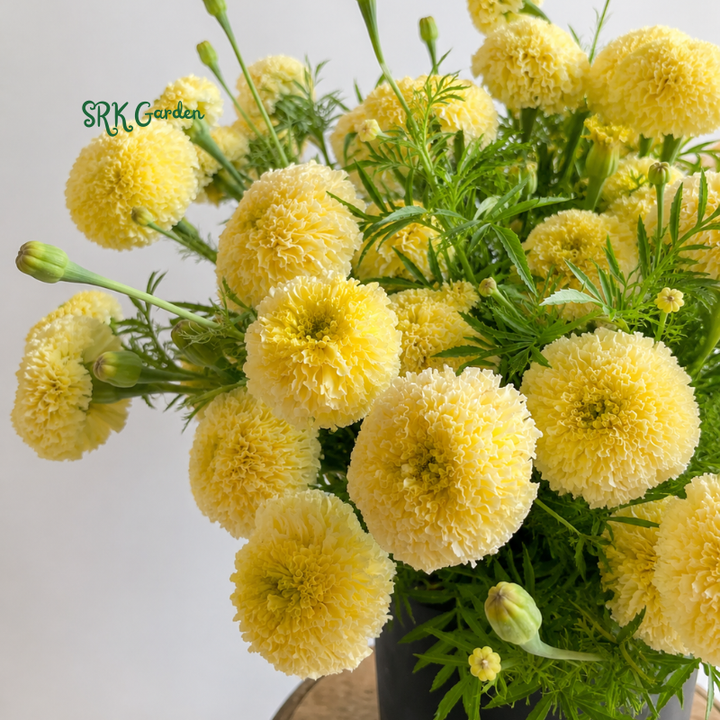 20+ White Swan F1 Marigold Seeds
