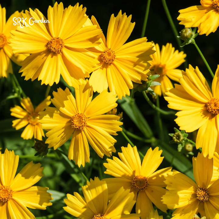 Dwarf Lance Leaved Coreopsis Seeds | 200 seeds