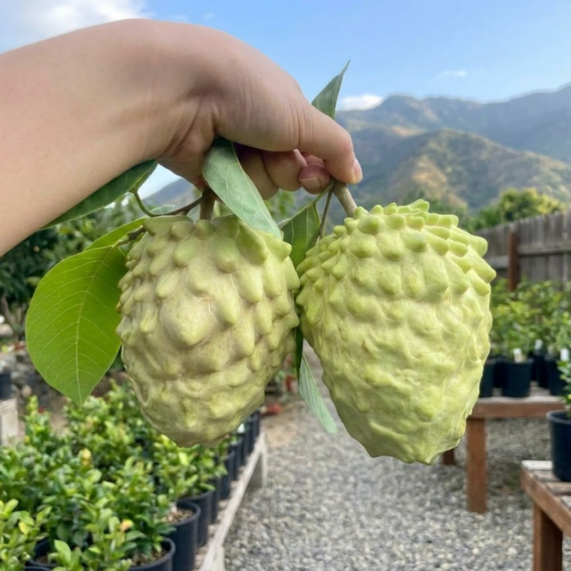 Bumpo Cherimoya Live Tree – Rare Sweet Custard Fruit Plant for Home Garden