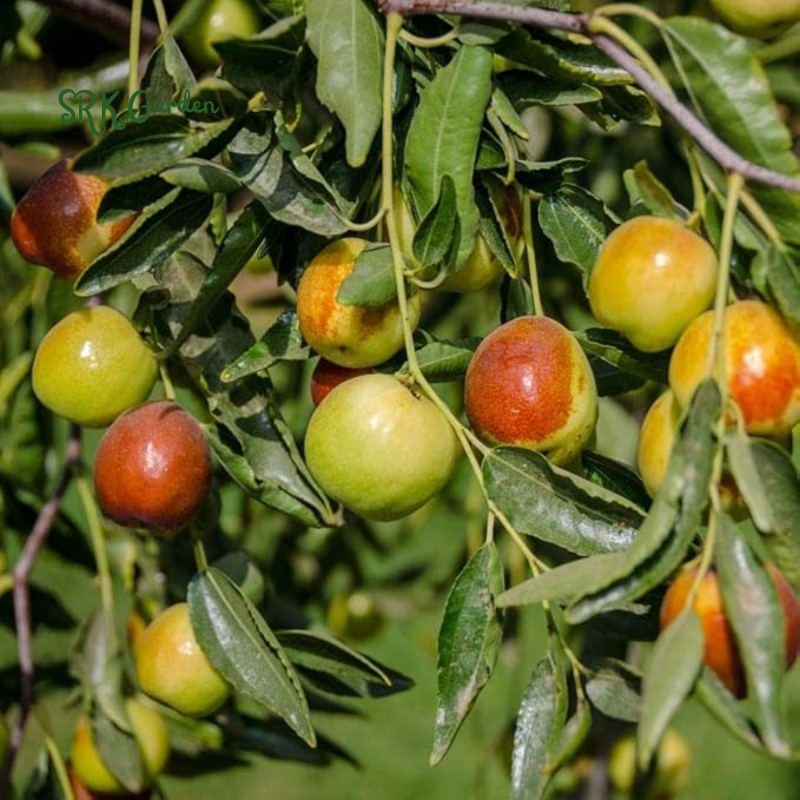 Jujube Honey Jar Tree - 2 Feet Tall - Live Plant for Planting