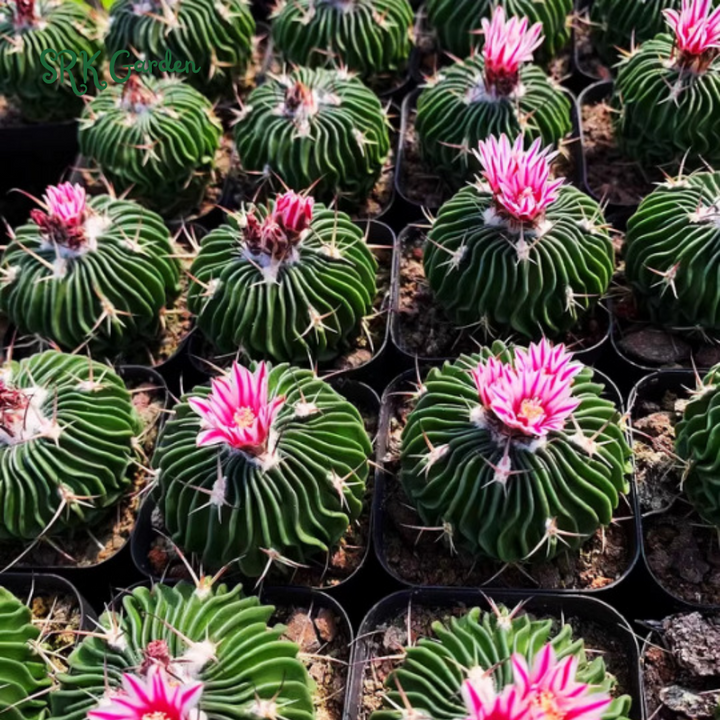 Stenocactus Multicostatus, Brain Cactus, Live Plants in 3" pot