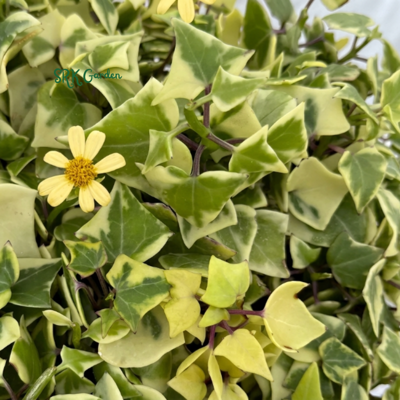 Variegated Wax Ivy, Trailing Plant, Easy Care House Plant in 4", 6'' pot