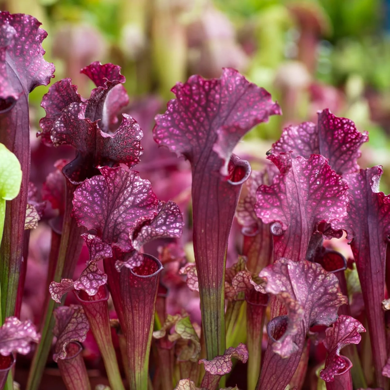 Purple Pitcher Plant | 30 Seeds