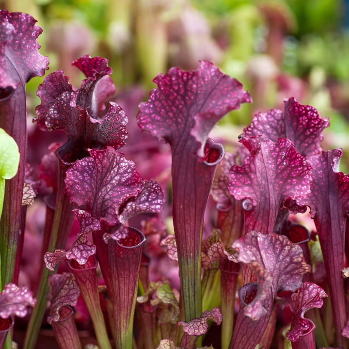 Purple Pitcher Plant | 30 Seeds