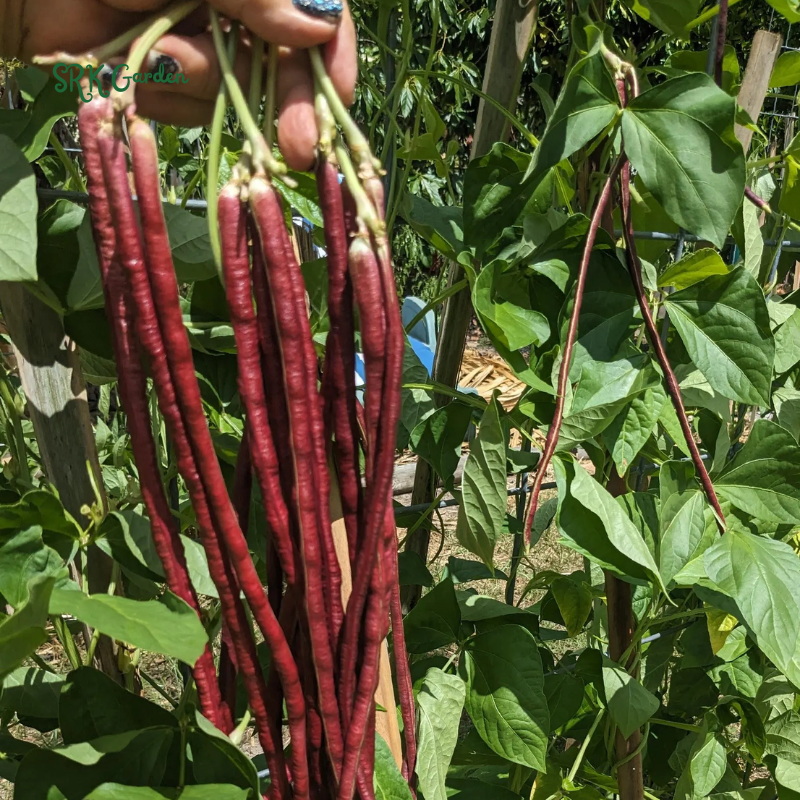 Purple Mart Tsu In Yard Long Bean Seeds | 10 Seeds
