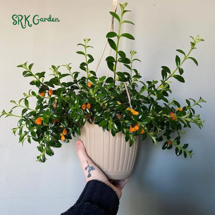 Goldfish plant, Columnea Nematanthus, Live Plant in 6" pot