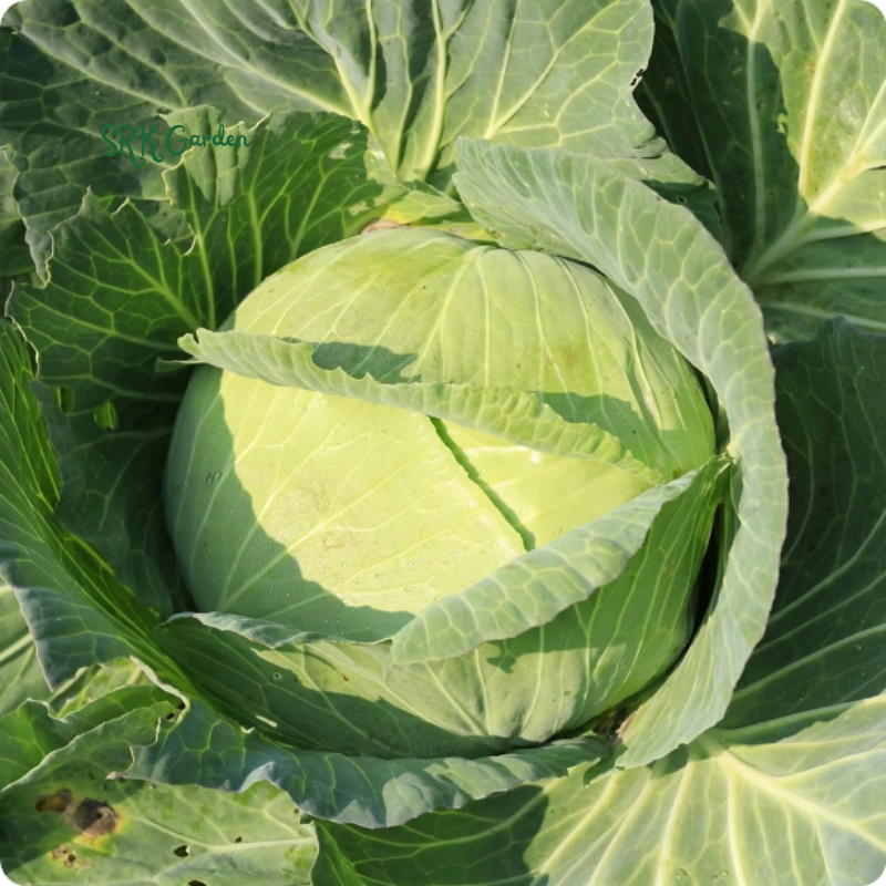 Golden Acre Cabbage | 200+ Seeds