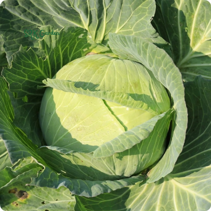 Golden Acre Cabbage | 200+ Seeds