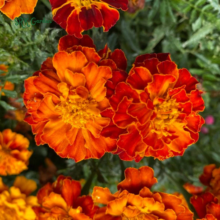 Sparky French Marigold Seed | 300 seeds