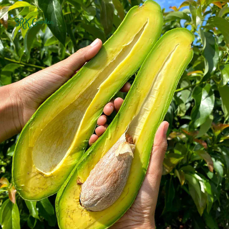 Long Neck Avocado Avocado Tree - Live Big Fruit Tree 12"-24" Tropical Plant