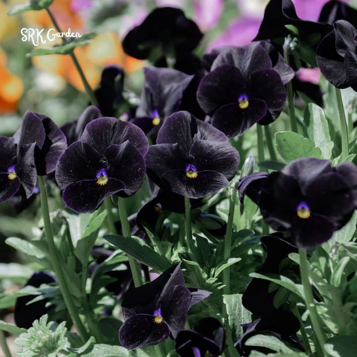 Viola Seeds - Sorbet Series - Black Delight 25 seeds