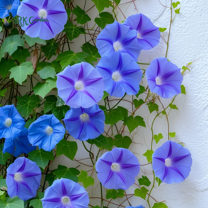 Heavenly Blue Morning Glory Seeds | 50 Seeds