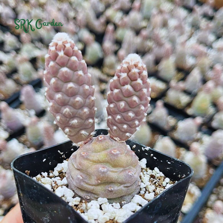 Pine Cone Cactus, Pink Plant, Colorful Live Cactus, Rare Succulent, Live Plant in 2.5'' pot