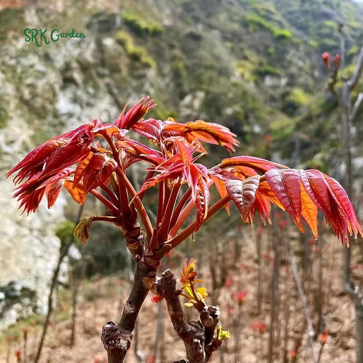 Chinese Toon Seeds | 20 Seeds