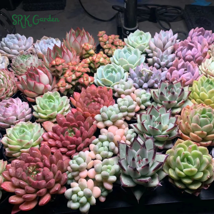 Succulents Mystery Box  6 - 12 pcs, Live Plants in 4'' pot