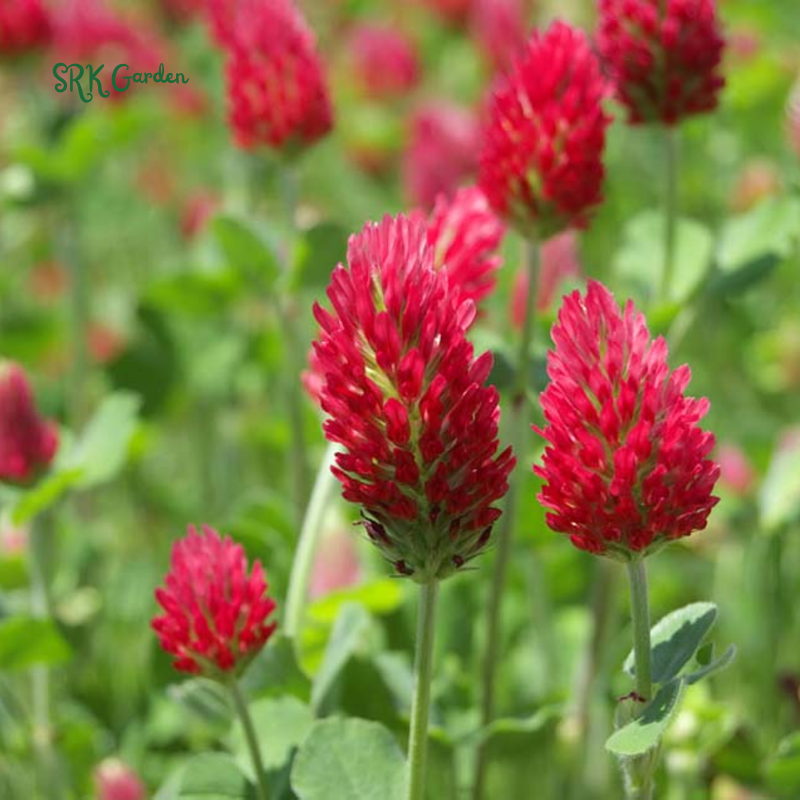 Crimson Clover Seeds for Planting | 1000 seeds