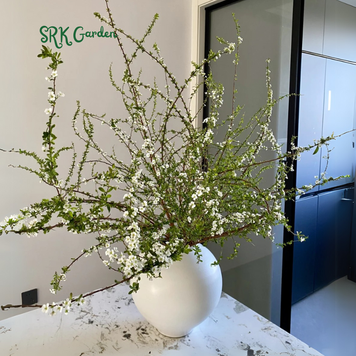 Spiraea prunifolia, Snow Willow stems and Home Decoration