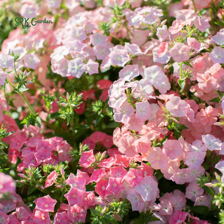 Pastel Shades Phlox Seed Mix | 300 Seeds