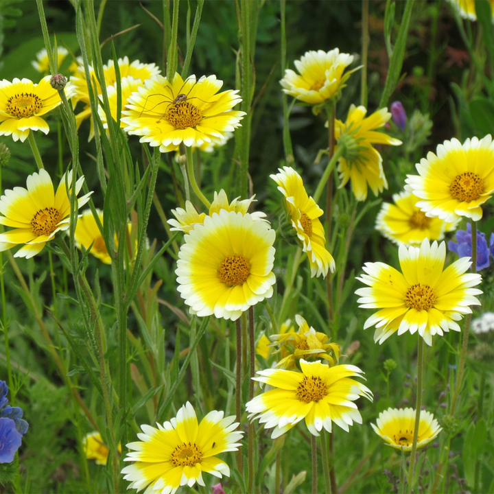 Tidy Tips Seeds | 150 Seeds