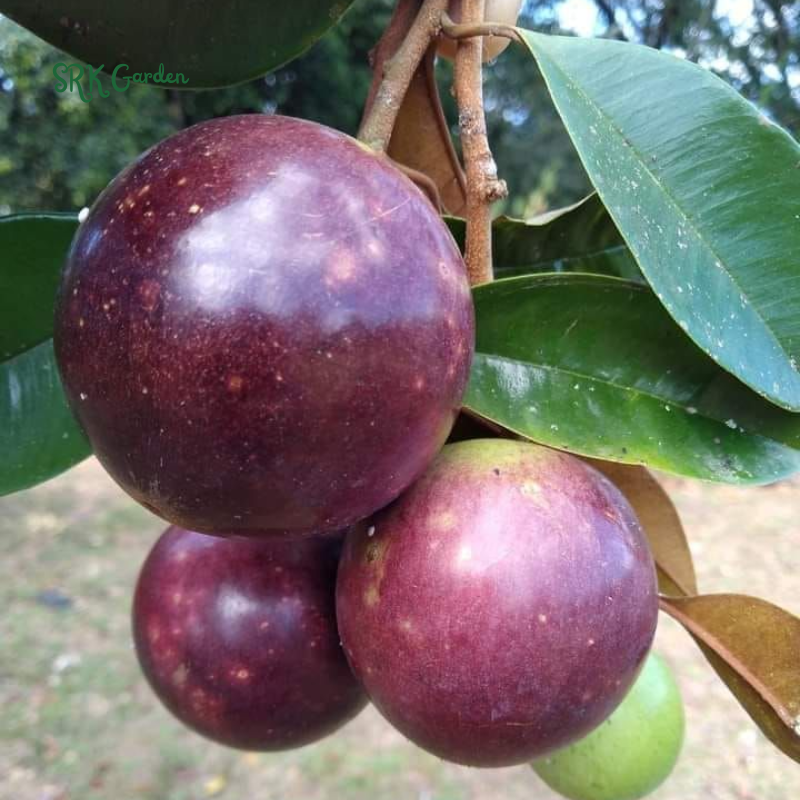 Caimito Purple Star Apple Chrysophyllum cainito Seedling Plant  4" - 6" Tall