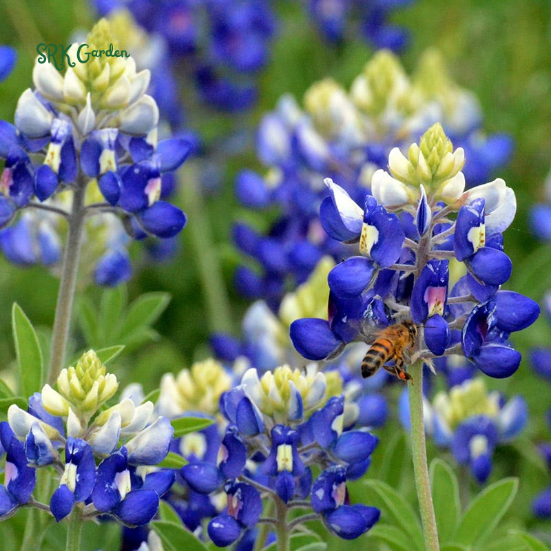 Texas Bluebonnet Seeds | 50 Seeds