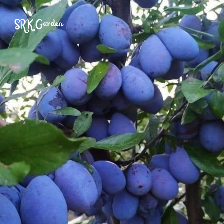 Damson Blue Plums Fruit Plants | Live Plants 1-2ft tall