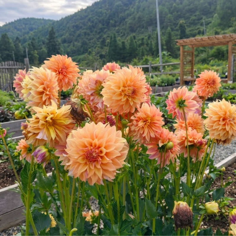 Mix 100+ Seeds - Dahlia Labyrinth Flower Seeds, Exotic
