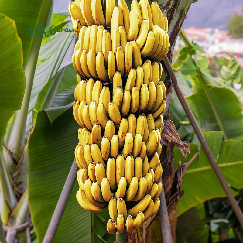 Dwarf Cavendish Banana Plant Live Tree
