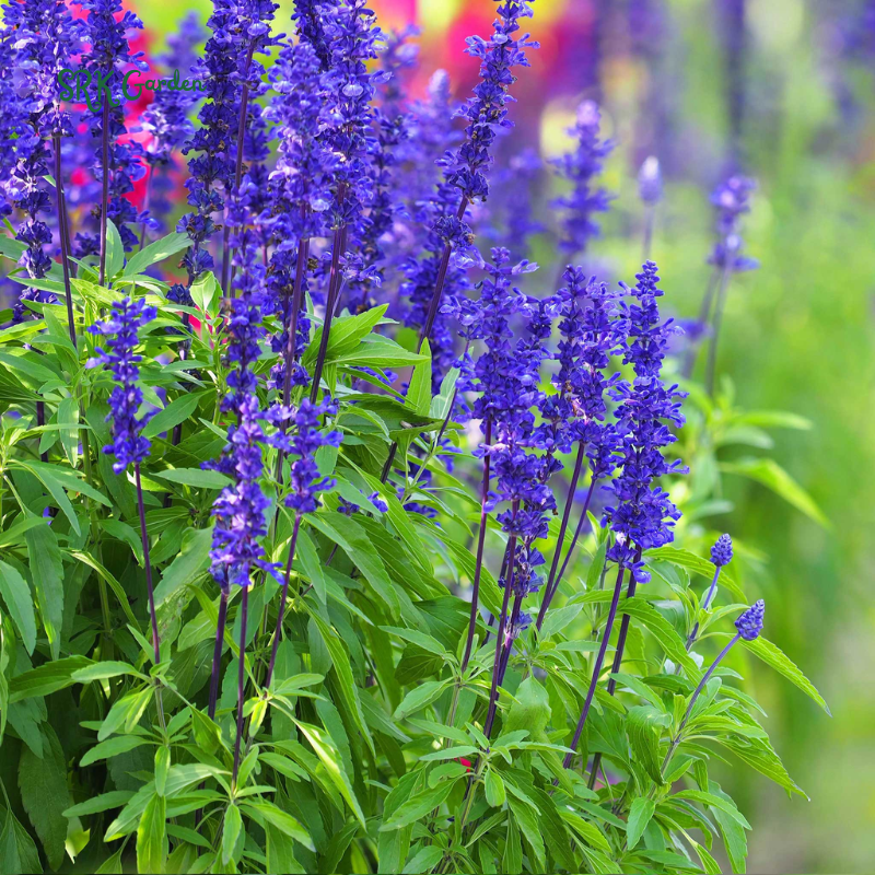 Blue Sage Seeds for Planting | 100 Seeds