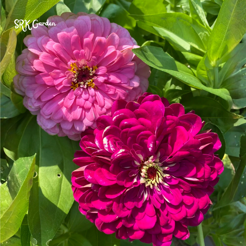 Zinnia Seeds - California Giant Mix - Mixed Colors and Large Blooms