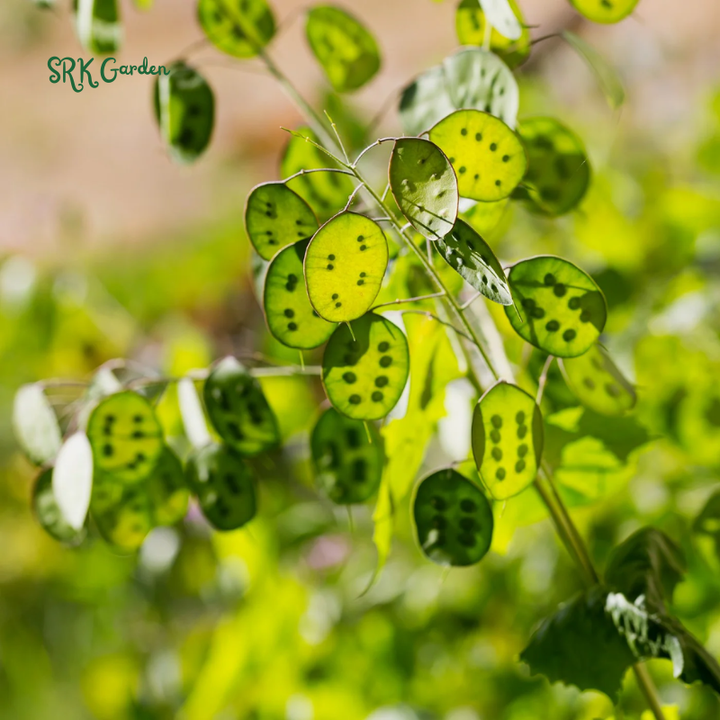 Money Plant Seeds | 50 Seeds