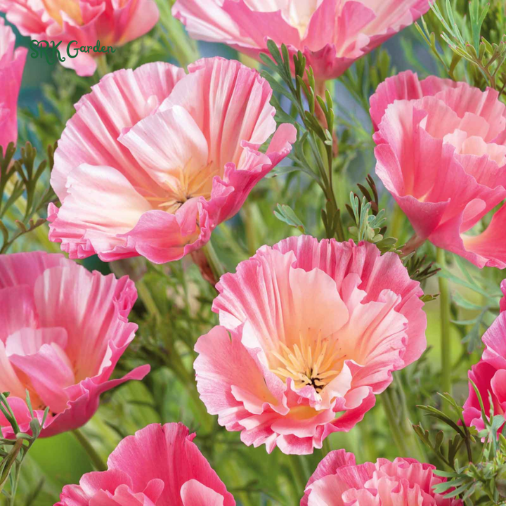 Silky Chiffon Poppy Seeds - Appleblossom | 100 Seeds