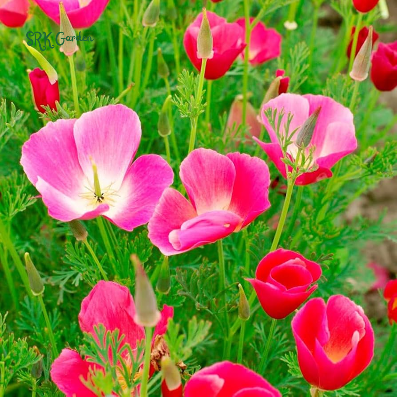 Carmine King California Poppy Seeds | 250 Seeds