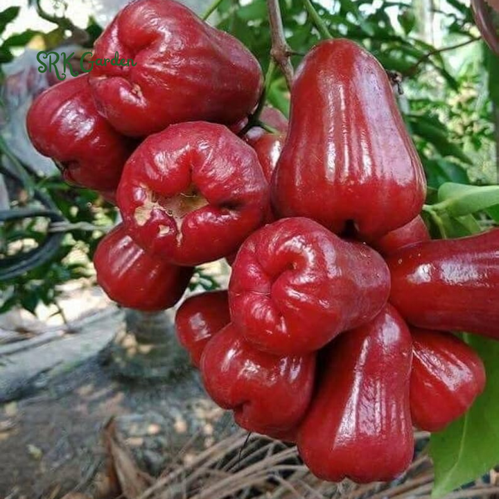 Red Wax Jambu (Syzygium jambos) Fruit Tree 12″- 24″ Tropical Plant