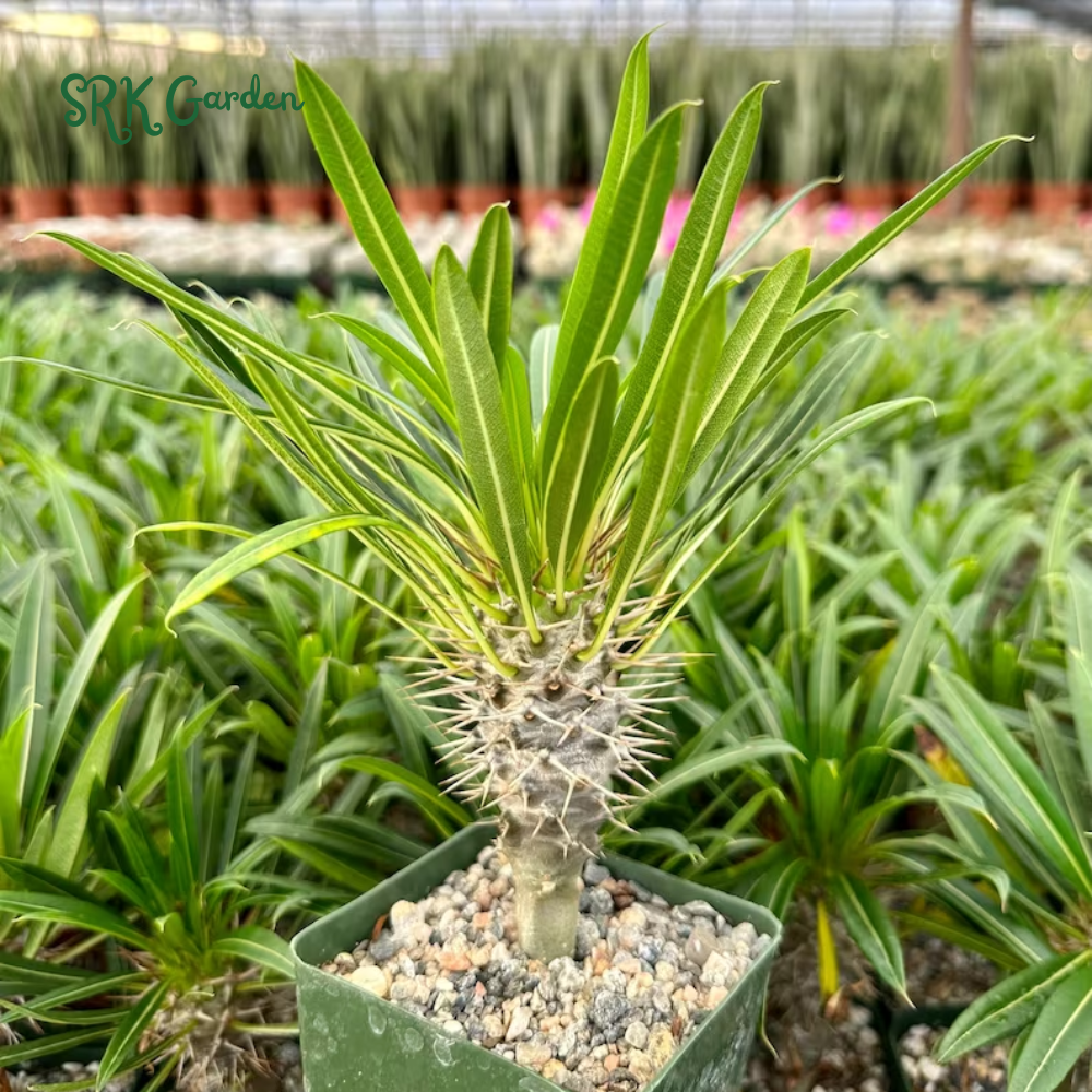 Madagascar Palm, Pachypodium Plant, Live Plant in 3" pot