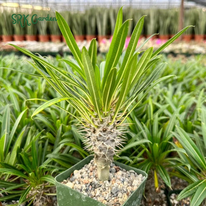 Madagascar Palm, Pachypodium Plant, Live Plant in 3" pot