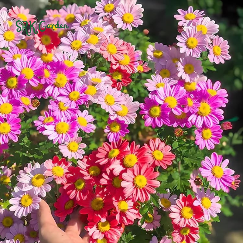 Pest Killer: Pyrethrum Daisy Seeds - Mixed Color
