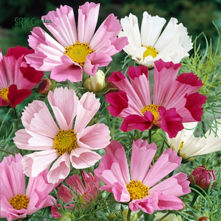 Sea Shells Cosmos Seeds for planting | 100 Seeds