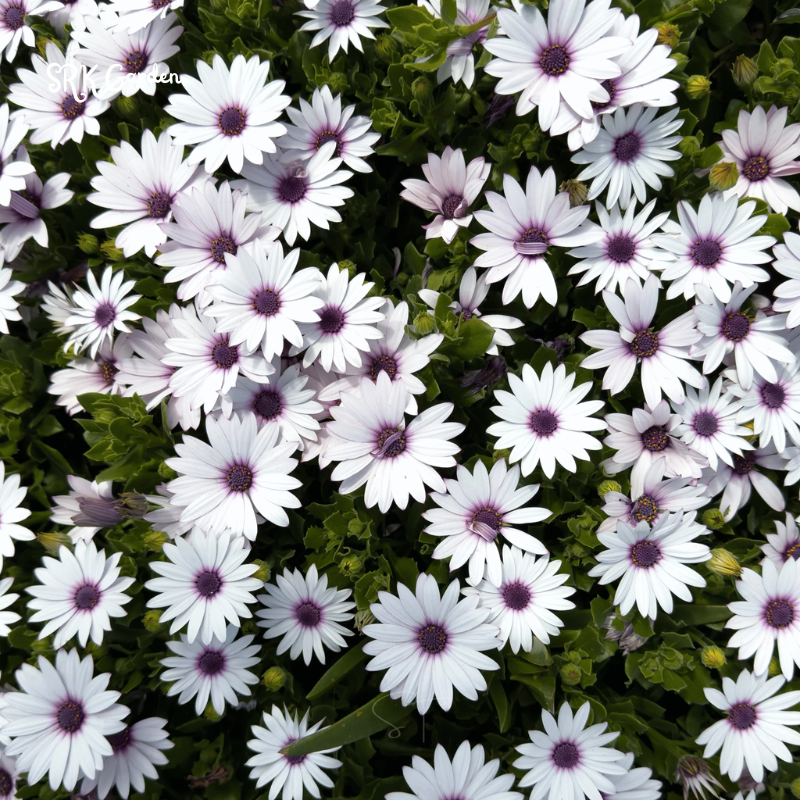 White Cape Daisy Seeds | 60 Seeds